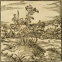 An illustration from Horou Apollonos neiloou Hieroglyphika = Ori Apollinis niliaci, De sacris notis & sculpturis libri duo (1551)