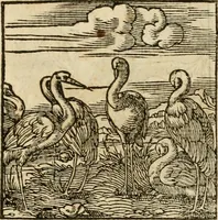 Picture 183 of 220 from Horou Apollonos neiloou Hieroglyphika = Ori Apollinis niliaci, De sacris notis & sculpturis libri duo (1551), leaf 214