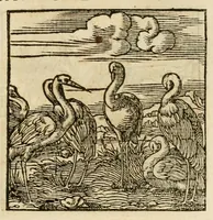 An illustration from Horou Apollonos neiloou Hieroglyphika = Ori Apollinis niliaci, De sacris notis & sculpturis libri duo (1551)