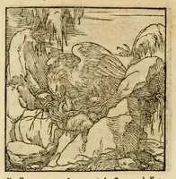 An illustration from Horou Apollonos neiloou Hieroglyphika = Ori Apollinis niliaci, De sacris notis & sculpturis libri duo (1551)