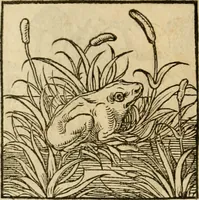An illustration from Horou Apollonos neiloou Hieroglyphika = Ori Apollinis niliaci, De sacris notis & sculpturis libri duo (1551)
