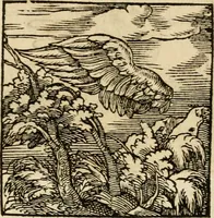 An illustration from Horou Apollonos neiloou Hieroglyphika = Ori Apollinis niliaci, De sacris notis & sculpturis libri duo (1551)