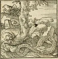 An illustration from Horou Apollonos neiloou Hieroglyphika = Ori Apollinis niliaci, De sacris notis & sculpturis libri duo (1551)
