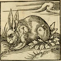An illustration from Horou Apollonos neiloou Hieroglyphika = Ori Apollinis niliaci, De sacris notis & sculpturis libri duo (1551)