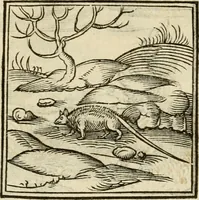 An illustration from Horou Apollonos neiloou Hieroglyphika = Ori Apollinis niliaci, De sacris notis & sculpturis libri duo (1551)