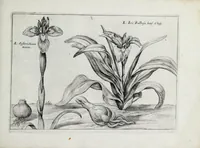 An illustration from Hortus floridus in quo rariorum & minus vulgarium florum icones ad vivam veramq[ue] formam accuratissime delineatae, et secundum quatuor anni tempora divisae exhibentur (1614)