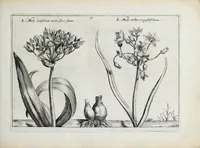 An illustration from Hortus floridus in quo rariorum & minus vulgarium florum icones ad vivam veramq[ue] formam accuratissime delineatae, et secundum quatuor anni tempora divisae exhibentur (1614)