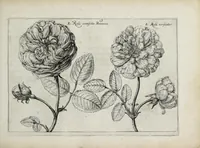 An illustration from Hortus floridus in quo rariorum & minus vulgarium florum icones ad vivam veramq[ue] formam accuratissime delineatae, et secundum quatuor anni tempora divisae exhibentur (1614)