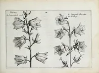 An illustration from Hortus floridus in quo rariorum & minus vulgarium florum icones ad vivam veramq[ue] formam accuratissime delineatae, et secundum quatuor anni tempora divisae exhibentur (1614)