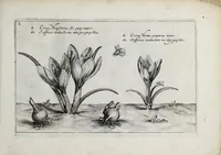 An illustration from Hortus floridus in quo rariorum & minus vulgarium florum icones ad vivam veramq[ue] formam accuratissime delineatae, et secundum quatuor anni tempora divisae exhibentur (1614)