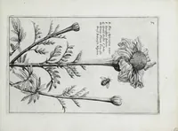 Picture 24 of 65 from Hortus floridus in quo rariorum & minus vulgarium florum icones ad vivam veramq[ue] formam accuratissime delineatae, et secundum quatuor anni tempora divisae exhibentur (1614), leaf 155
