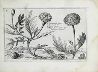 An illustration from Hortus floridus in quo rariorum & minus vulgarium florum icones ad vivam veramq[ue] formam accuratissime delineatae, et secundum quatuor anni tempora divisae exhibentur (1614)