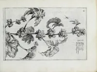 An illustration from Hortus floridus in quo rariorum & minus vulgarium florum icones ad vivam veramq[ue] formam accuratissime delineatae, et secundum quatuor anni tempora divisae exhibentur (1614)