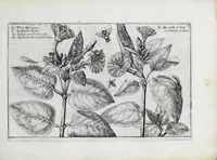 An illustration from Hortus floridus in quo rariorum & minus vulgarium florum icones ad vivam veramq[ue] formam accuratissime delineatae, et secundum quatuor anni tempora divisae exhibentur (1614)