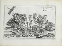 Picture 28 of 65 from Hortus floridus in quo rariorum & minus vulgarium florum icones ad vivam veramq[ue] formam accuratissime delineatae, et secundum quatuor anni tempora divisae exhibentur (1614), leaf 173