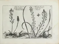 An illustration from Hortus floridus in quo rariorum & minus vulgarium florum icones ad vivam veramq[ue] formam accuratissime delineatae, et secundum quatuor anni tempora divisae exhibentur (1614)