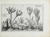 An illustration from Hortus floridus in quo rariorum & minus vulgarium florum icones ad vivam veramq[ue] formam accuratissime delineatae, et secundum quatuor anni tempora divisae exhibentur (1614)