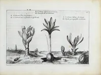 An illustration from Hortus floridus in quo rariorum & minus vulgarium florum icones ad vivam veramq[ue] formam accuratissime delineatae, et secundum quatuor anni tempora divisae exhibentur (1614)