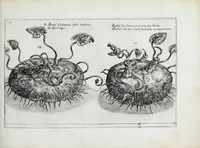 Picture 32 of 65 from Hortus floridus in quo rariorum & minus vulgarium florum icones ad vivam veramq[ue] formam accuratissime delineatae, et secundum quatuor anni tempora divisae exhibentur (1614), leaf 197