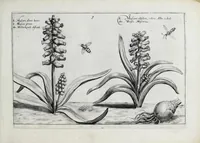 An illustration from Hortus floridus in quo rariorum & minus vulgarium florum icones ad vivam veramq[ue] formam accuratissime delineatae, et secundum quatuor anni tempora divisae exhibentur (1614)