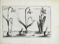 An illustration from Hortus floridus in quo rariorum & minus vulgarium florum icones ad vivam veramq[ue] formam accuratissime delineatae, et secundum quatuor anni tempora divisae exhibentur (1614)