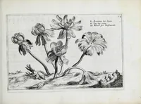 An illustration from Hortus floridus in quo rariorum & minus vulgarium florum icones ad vivam veramq[ue] formam accuratissime delineatae, et secundum quatuor anni tempora divisae exhibentur (1614)