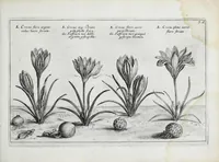 An illustration from Hortus floridus in quo rariorum & minus vulgarium florum icones ad vivam veramq[ue] formam accuratissime delineatae, et secundum quatuor anni tempora divisae exhibentur (1614)