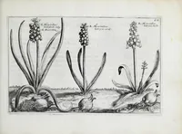 Picture 37 of 65 from Hortus floridus in quo rariorum & minus vulgarium florum icones ad vivam veramq[ue] formam accuratissime delineatae, et secundum quatuor anni tempora divisae exhibentur (1614), leaf 227