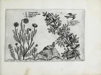 An illustration from Hortus floridus in quo rariorum & minus vulgarium florum icones ad vivam veramq[ue] formam accuratissime delineatae, et secundum quatuor anni tempora divisae exhibentur (1614)