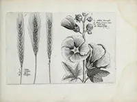 Picture 39 of 65 from Hortus floridus in quo rariorum & minus vulgarium florum icones ad vivam veramq[ue] formam accuratissime delineatae, et secundum quatuor anni tempora divisae exhibentur (1614), leaf 239