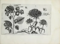 An illustration from Hortus floridus in quo rariorum & minus vulgarium florum icones ad vivam veramq[ue] formam accuratissime delineatae, et secundum quatuor anni tempora divisae exhibentur (1614)
