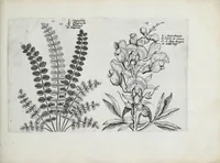 An illustration from Hortus floridus in quo rariorum & minus vulgarium florum icones ad vivam veramq[ue] formam accuratissime delineatae, et secundum quatuor anni tempora divisae exhibentur (1614)