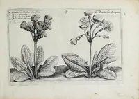 Picture 4 of 65 from Hortus floridus in quo rariorum & minus vulgarium florum icones ad vivam veramq[ue] formam accuratissime delineatae, et secundum quatuor anni tempora divisae exhibentur (1614), leaf 25