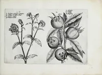 Picture 42 of 65 from Hortus floridus in quo rariorum & minus vulgarium florum icones ad vivam veramq[ue] formam accuratissime delineatae, et secundum quatuor anni tempora divisae exhibentur (1614), leaf 251