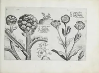 An illustration from Hortus floridus in quo rariorum & minus vulgarium florum icones ad vivam veramq[ue] formam accuratissime delineatae, et secundum quatuor anni tempora divisae exhibentur (1614)
