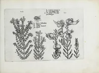 An illustration from Hortus floridus in quo rariorum & minus vulgarium florum icones ad vivam veramq[ue] formam accuratissime delineatae, et secundum quatuor anni tempora divisae exhibentur (1614)