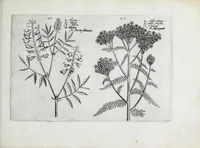 An illustration from Hortus floridus in quo rariorum & minus vulgarium florum icones ad vivam veramq[ue] formam accuratissime delineatae, et secundum quatuor anni tempora divisae exhibentur (1614)