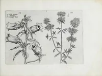 Picture 46 of 65 from Hortus floridus in quo rariorum & minus vulgarium florum icones ad vivam veramq[ue] formam accuratissime delineatae, et secundum quatuor anni tempora divisae exhibentur (1614), leaf 271