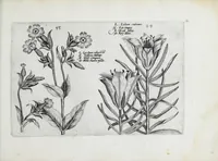 Picture 47 of 65 from Hortus floridus in quo rariorum & minus vulgarium florum icones ad vivam veramq[ue] formam accuratissime delineatae, et secundum quatuor anni tempora divisae exhibentur (1614), leaf 275