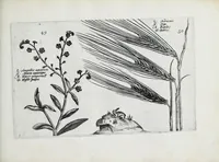 An illustration from Hortus floridus in quo rariorum & minus vulgarium florum icones ad vivam veramq[ue] formam accuratissime delineatae, et secundum quatuor anni tempora divisae exhibentur (1614)