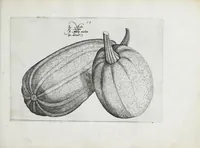 Picture 49 of 65 from Hortus floridus in quo rariorum & minus vulgarium florum icones ad vivam veramq[ue] formam accuratissime delineatae, et secundum quatuor anni tempora divisae exhibentur (1614), leaf 285