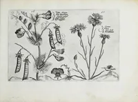 An illustration from Hortus floridus in quo rariorum & minus vulgarium florum icones ad vivam veramq[ue] formam accuratissime delineatae, et secundum quatuor anni tempora divisae exhibentur (1614)