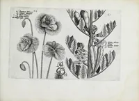 An illustration from Hortus floridus in quo rariorum & minus vulgarium florum icones ad vivam veramq[ue] formam accuratissime delineatae, et secundum quatuor anni tempora divisae exhibentur (1614)