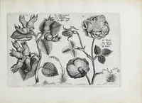 An illustration from Hortus floridus in quo rariorum & minus vulgarium florum icones ad vivam veramq[ue] formam accuratissime delineatae, et secundum quatuor anni tempora divisae exhibentur (1614)