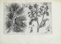 An illustration from Hortus floridus in quo rariorum & minus vulgarium florum icones ad vivam veramq[ue] formam accuratissime delineatae, et secundum quatuor anni tempora divisae exhibentur (1614)