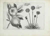 An illustration from Hortus floridus in quo rariorum & minus vulgarium florum icones ad vivam veramq[ue] formam accuratissime delineatae, et secundum quatuor anni tempora divisae exhibentur (1614)