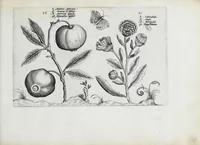 An illustration from Hortus floridus in quo rariorum & minus vulgarium florum icones ad vivam veramq[ue] formam accuratissime delineatae, et secundum quatuor anni tempora divisae exhibentur (1614)