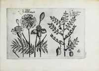 An illustration from Hortus floridus in quo rariorum & minus vulgarium florum icones ad vivam veramq[ue] formam accuratissime delineatae, et secundum quatuor anni tempora divisae exhibentur (1614)