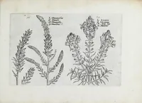 An illustration from Hortus floridus in quo rariorum & minus vulgarium florum icones ad vivam veramq[ue] formam accuratissime delineatae, et secundum quatuor anni tempora divisae exhibentur (1614)