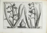 An illustration from Hortus floridus in quo rariorum & minus vulgarium florum icones ad vivam veramq[ue] formam accuratissime delineatae, et secundum quatuor anni tempora divisae exhibentur (1614)